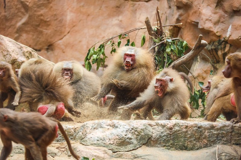 A group of baboons in an intense interaction in their natural rocky environment.