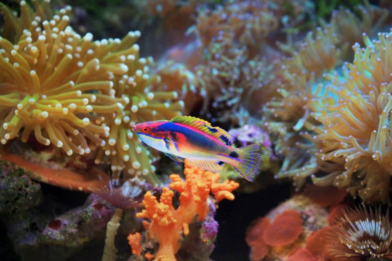 A colorful rainbow wrasse swimming amidst vibrant coral reefs showcasing marine biodiversity.