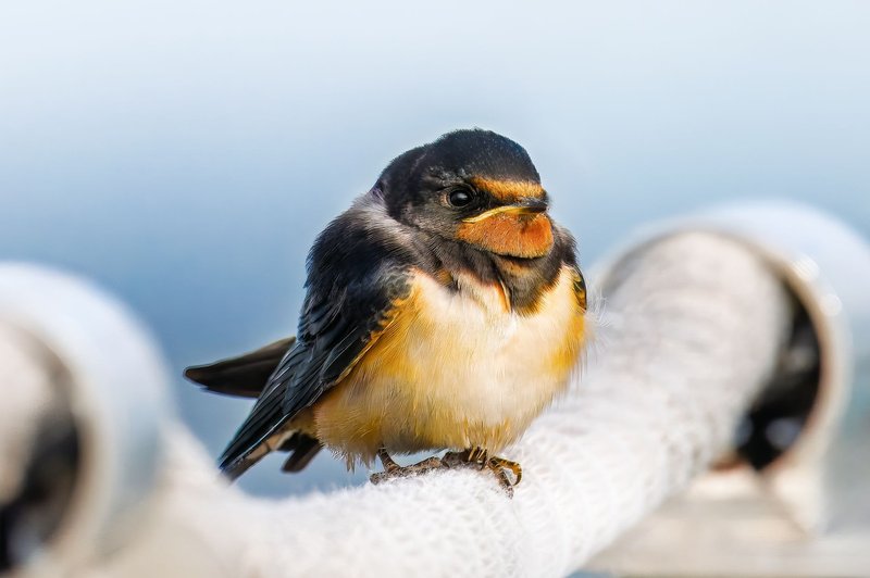 Vibrant barn swallow resting on a white pipe with blurred background.