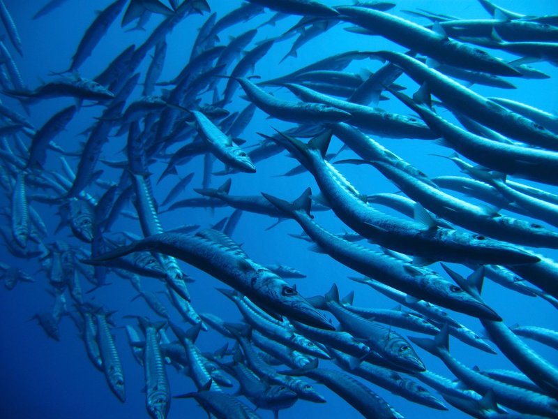 A mesmerizing shoal of great barracuda swimming in crystal blue waters.