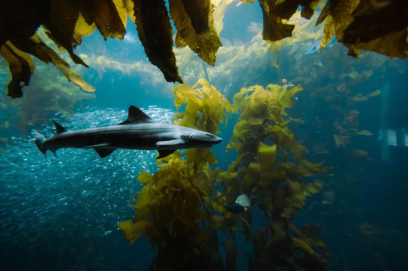 An underwater scene featuring a shark gracefully swimming through a kelp forest with fish.