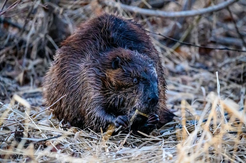 A cute beaver with wet fur gnawing on wood outdoors in a natural setting.