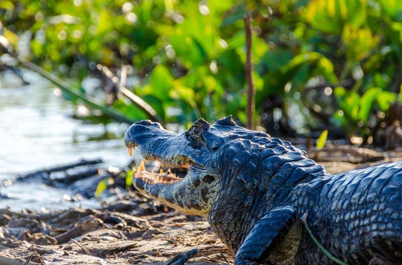 Caiman resting by the water in the lush Pantanal, Brazil. Vibrant wildlife scene.