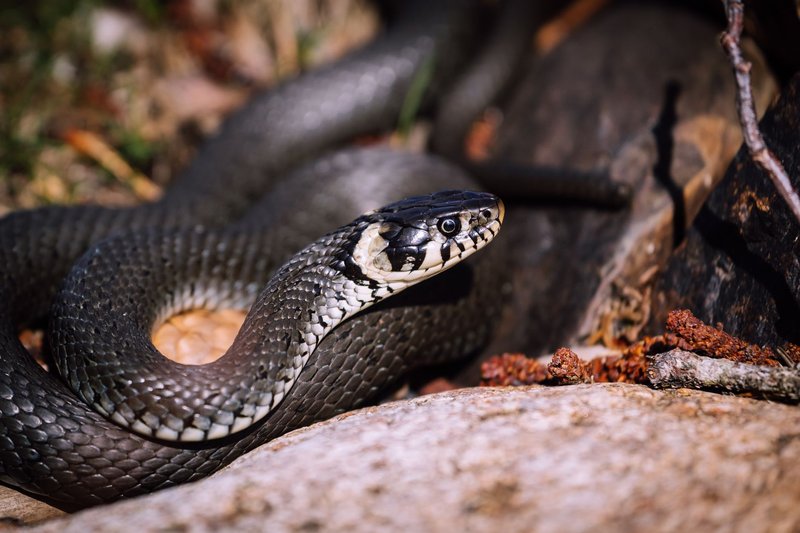 A close-up of a coiled black snake resting on rocks in a natural outdoor setting.