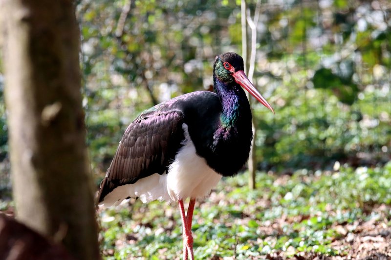 Close-up of a black stork standing amidst lush foliage in a sunny woodland setting.