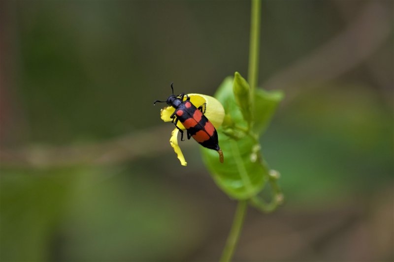 Macro shot of a red and black blister beetle on a green leaf in a natural setting.