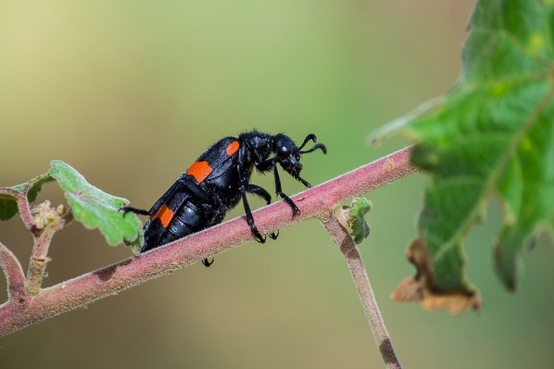 Detailed macro shot of red and black blister beetle on stem, isolated focus with blurred background.