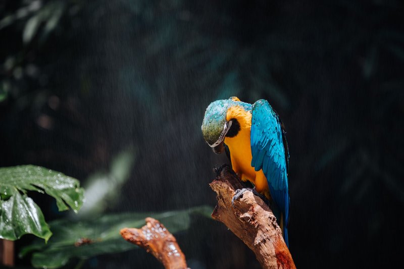 A stunning blue and yellow macaw perched on a branch in a lush, tropical environment.