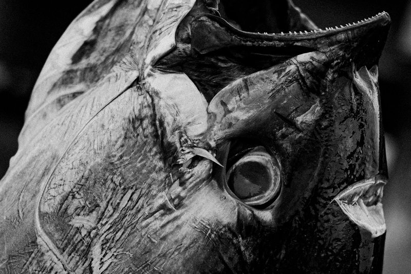 Striking black and white close-up of a fish's head, highlighting its large eye.
