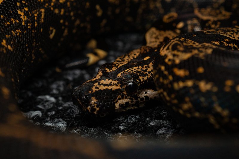 Detailed close-up of a boa constrictor's distinctive markings and scales in captivity.