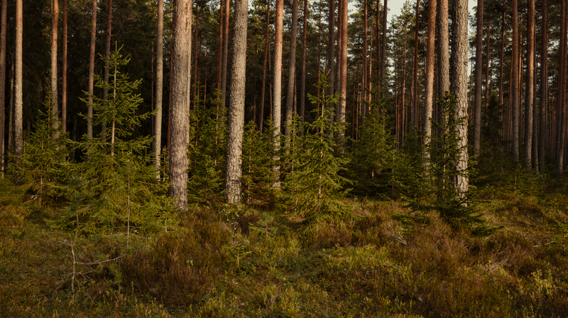 Discover the tranquil beauty of a lush boreal forest with towering conifer trees.