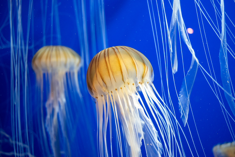 Beautiful jellyfish with long tentacles swimming in a Georgia aquarium.