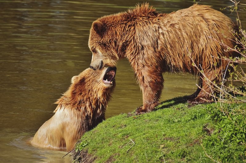 Two brown bears playfully interact near a pond in a natural setting.