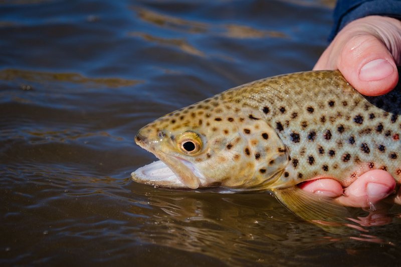 Detailed image of a brown trout being held in hand above shallow river water, showcasing its vibrant spots and colors.