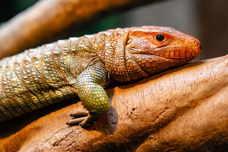 Close-up of a vibrant Caiman lizard lounging on a branch, showcasing its colorful scales and textures.