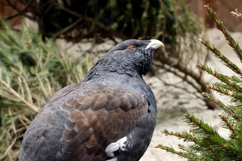 A detailed view of a Western Capercaillie in the wild, surrounded by greenery.
