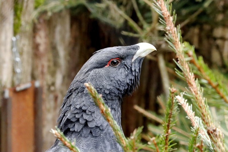 Close-up shot of a capercaillie among pine trees, showcasing its striking black plumage.