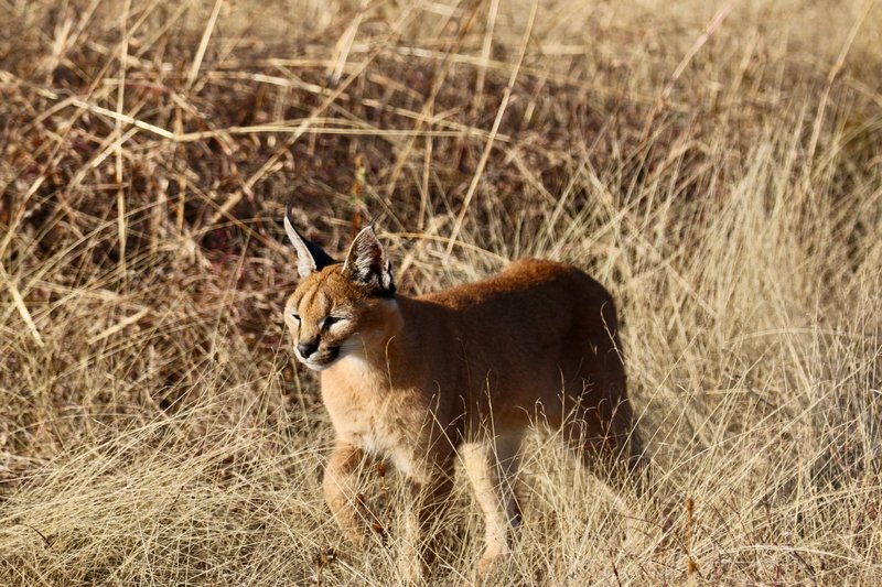 A caracal stands majestically in a sunlit grassland, showcasing its wild beauty.
