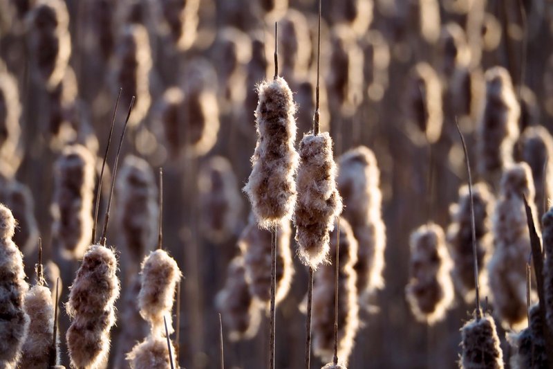 Captivating cattails softly illuminated by golden hour sunlight in a serene winter marsh setting.