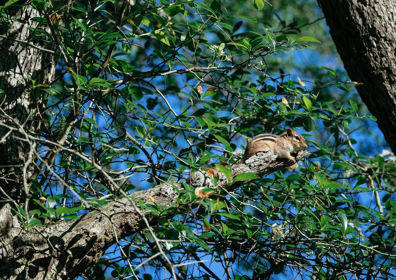 A Siberian chipmunk sitting on a branch amidst green foliage in a forest setting.
