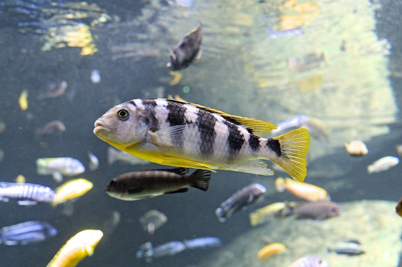 Vibrant African cichlids swimming in a clear aquarium, showcasing natural beauty.
