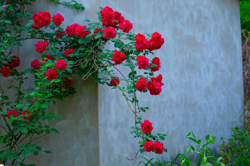 Beautiful red roses climbing against a gray concrete wall, offering a stunning nature contrast.