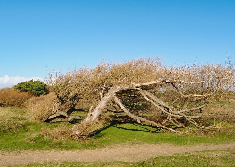 A wind-sculpted tree leaning dramatically at Formby Beach under a bright blue sky.