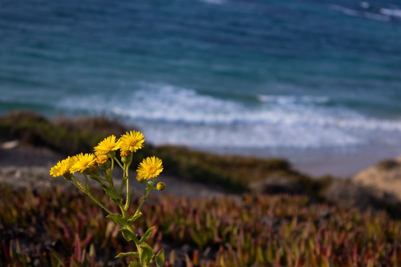 Vibrant yellow flowers in bloom with a blurred ocean backdrop. Perfect for summer and nature themes.