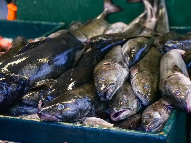 Close-up of fresh black cod fish on display at a seafood market.