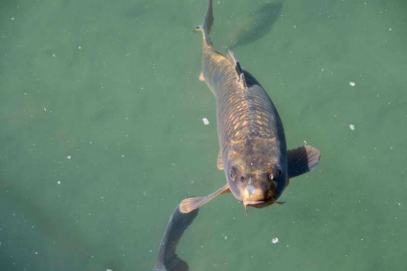 Detailed close-up of a common carp swimming in clear water.