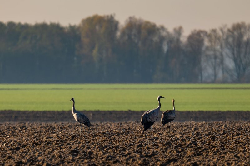 Three cranes standing in a plowed field during autumn in Garešnica, Croatia.