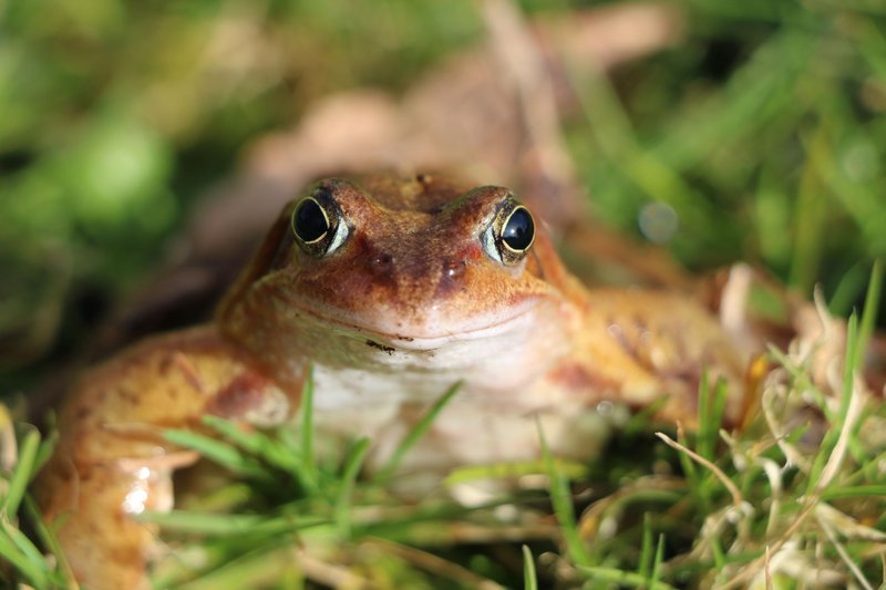 A detailed close-up of a common frog in a grassy environment, highlighting its features. Perfect for wildlife themes.