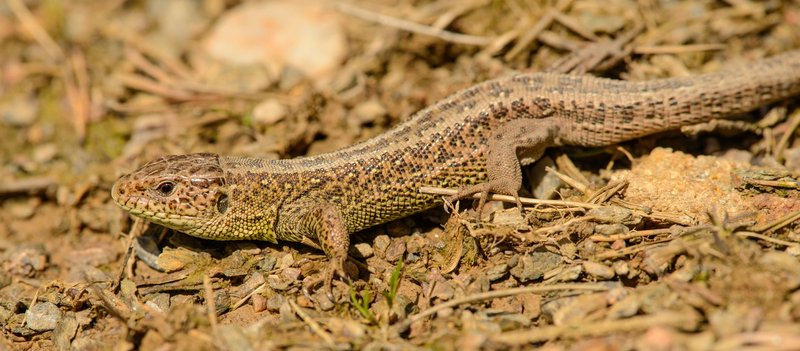 Detailed close-up shot of a common lizard basking in the sun on rocky ground.