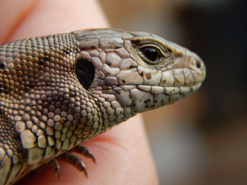 Detailed close-up of a viviparous lizard highlighting scales and patterns.