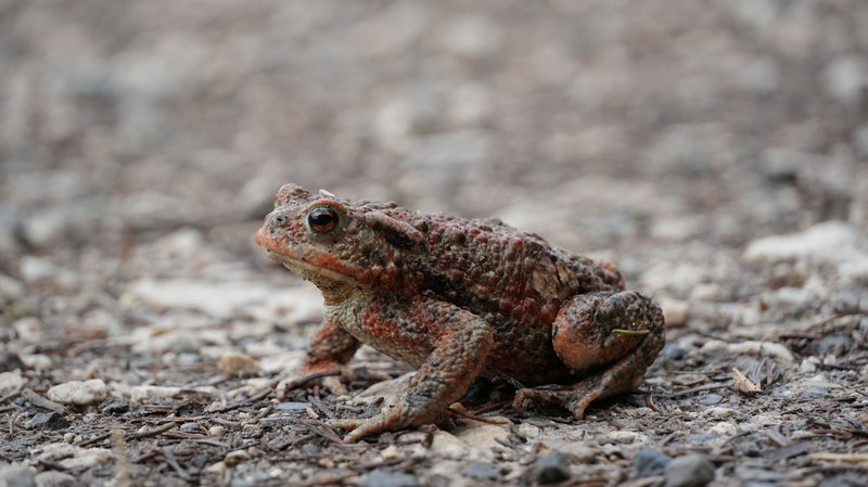 A detailed close-up of a common toad sitting on rocky terrain, showcasing its textured skin.