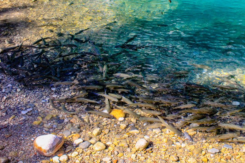 Crystal clear water at a rocky shore teeming with a vibrant school of fish.