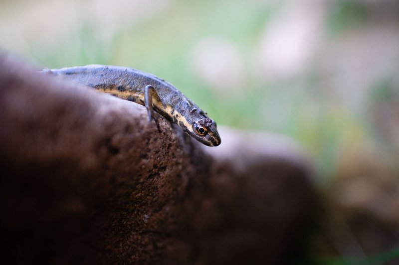 Detailed shot of a newt perched on a rock, showcasing its unique features in a natural setting.