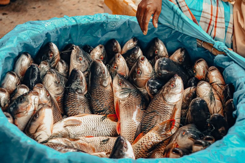 A vibrant display of fresh fish in a blue barrel at a market in Dhaka, Bangladesh.