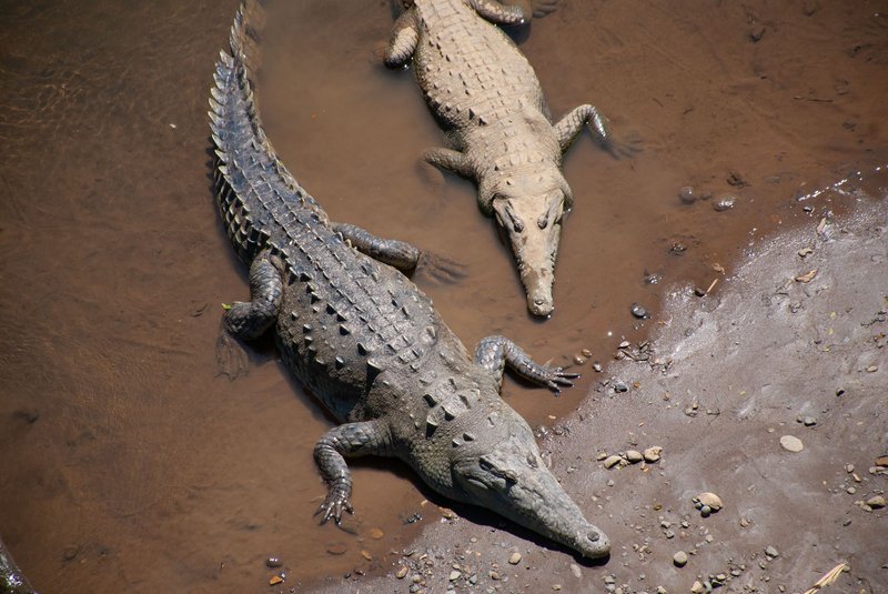 Two American crocodiles basking on a muddy riverbank in Costa Rica.