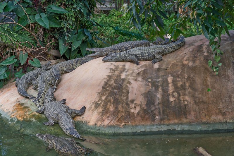 A group of crocodiles bask on a rock surrounded by dense greenery in a natural habitat.