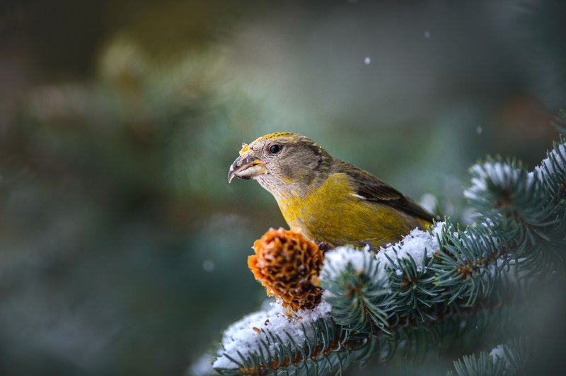 An intricate portrait of a crossbill perched on a snow-covered evergreen branch.