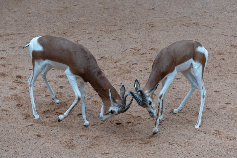 Two gazelles facing off in a playful duel on a sandy terrain.