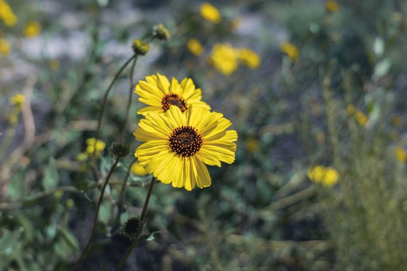 Vibrant yellow wildflowers in full bloom capture the essence of spring.