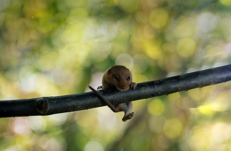 Adorable dormouse hanging onto branch with blurred forest backdrop.