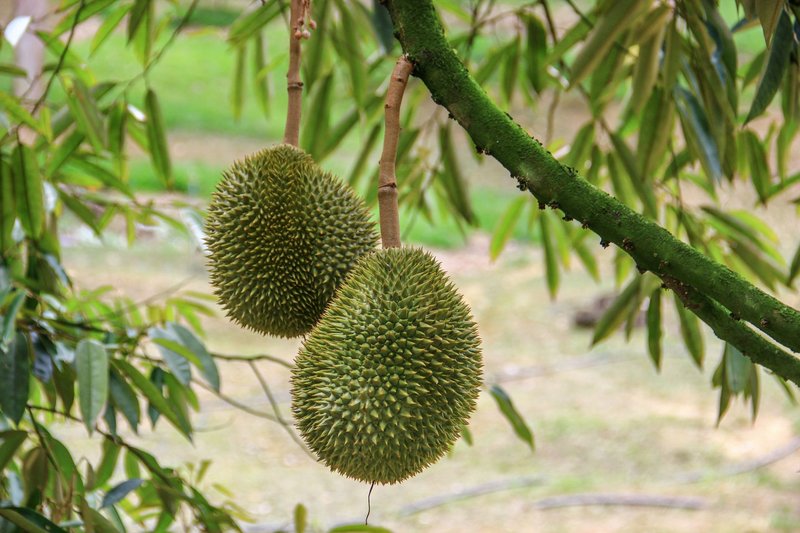Two ripe durians hanging from a tree branch, showcasing their distinctive spiky texture.