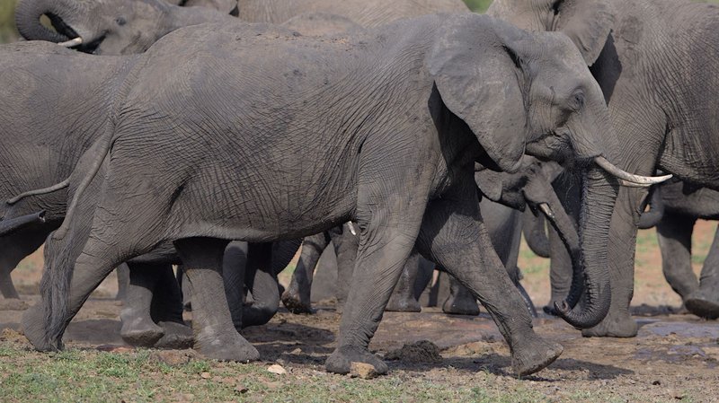 A herd of African elephants walking across a dry savannah landscape.