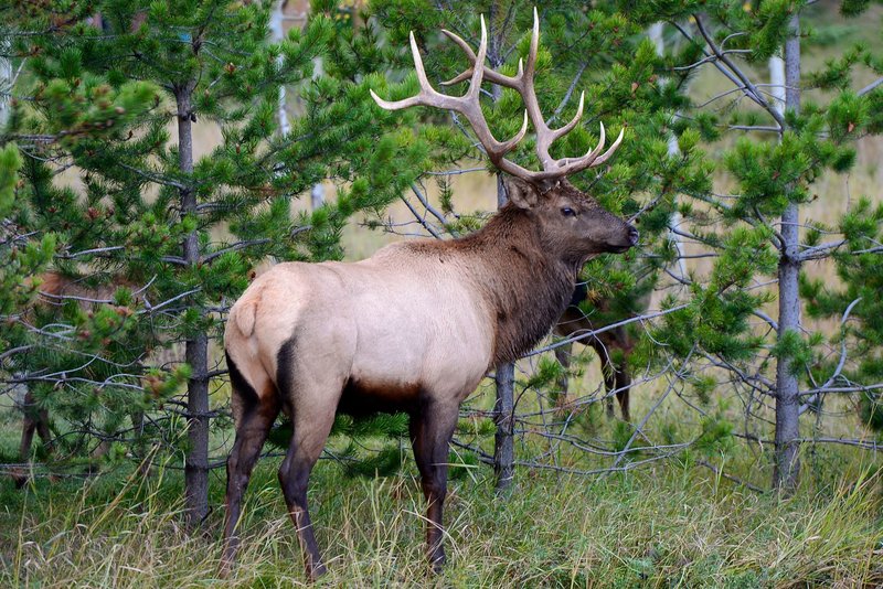 A magnificent elk captured in a vibrant green pine forest, showcasing nature's beauty.