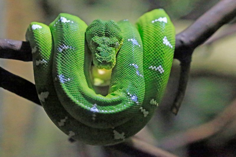 A vibrant green Emerald Tree Boa coiled gracefully on a tree branch.