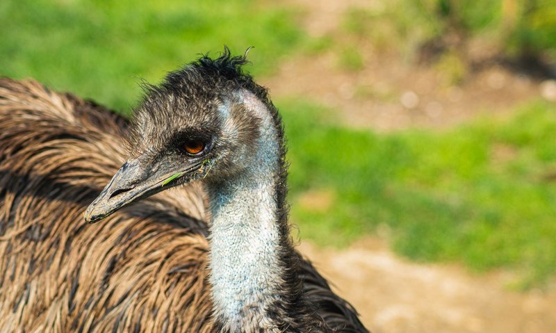 Detailed close-up of an emu showcasing texture and natural setting.