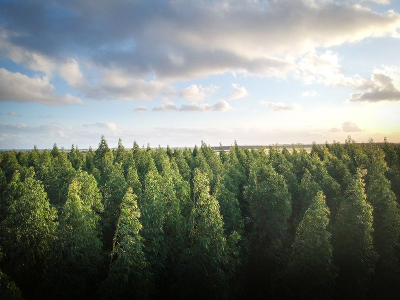 Aerial view of a dense eucalyptus forest under a bright sky in Taperoá, Brazil.